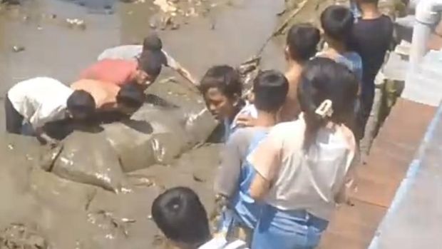 Sapi masuk ke sungai di Palembang