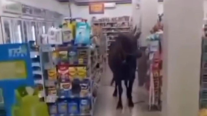 Sapi masuk minimarket di Palembang