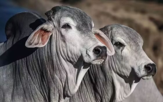 sapi termahal di dunia