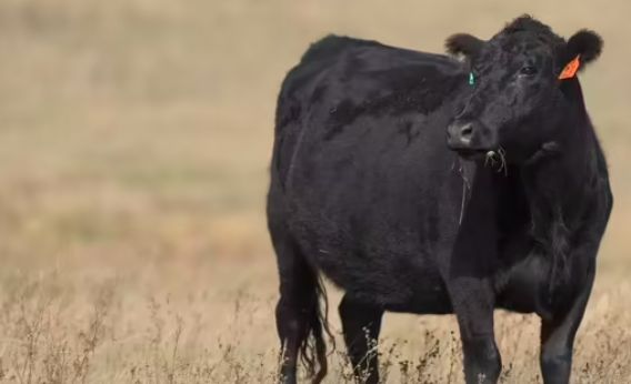 sapi termahal di dunia