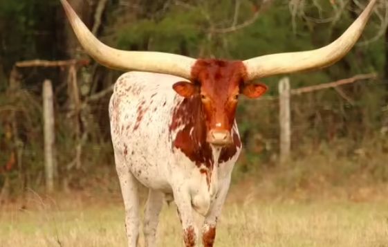 sapi termahal di dunia