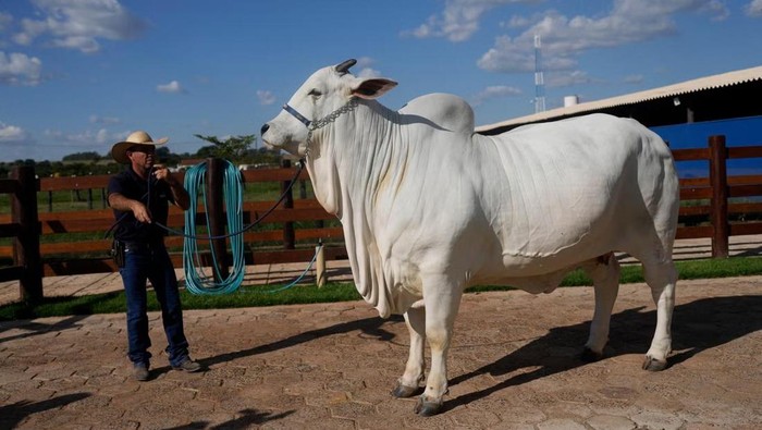 Sapi termahal dunia