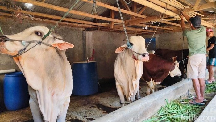Sapi yang dibeli Presiden Prabowo dari peternak lokal Sukabumi