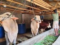 Deretan Sapi yang Dibeli Prabowo dari Peternak Sukabumi