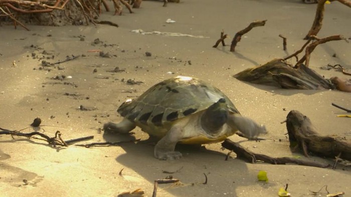 Tuntong Laut, spesies hewan yang dilindungi