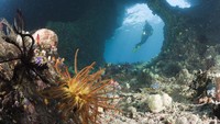 Kawasan ini merupakan rumah bagi ribuan spesies laut, termasuk berbagai jenis terumbu karang, ikan, dan biota endemik lainnya. Tak heran, Raja Ampat menjadi magnet bagi penyelam dari seluruh dunia yang ingin menjelajahi dunia bawah lautnya. (Reinhard Dirscherl/ullstein bild via Getty Images)