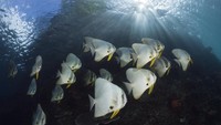 Tidak hanya menyimpan kekayaan alam, Raja Ampat juga memegang berbagai status internasional, termasuk sebagai UNESCO Global Geopark dan Kawasan Konservasi Perairan Nasional. Semua ini menjadi simbol penting pelestarian lingkungan sekaligus daya tarik pariwisata berkelanjutan. (Reinhard Dirscherl/ullstein bild via Getty Images)