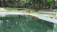 Selain bisa menikmati keindahan alam, pengunjung juga bisa melihat ikan legendaris Kuningan, yakni ikan dewa yang lokasinya tidak jauh dari area danau. Tampak, puluhan ikan dewa berwarna hitam pudar mondar-mandir di kolam. Masih di area ikan dewa juga terdapat kolam terapi ikan yang bisa digunakan oleh pengunjung.  