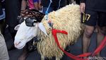 Uniknya Tradisi Kontes Hewan Kurban di Gresik
