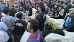 Uniknya Tradisi Kontes Hewan Kurban di Gresik