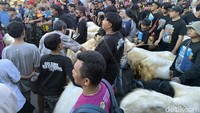 Dengan kontes ini menunjukan Kabupaten Gresik memiliki potensi yang sangat besar khususnya pada peternakan.