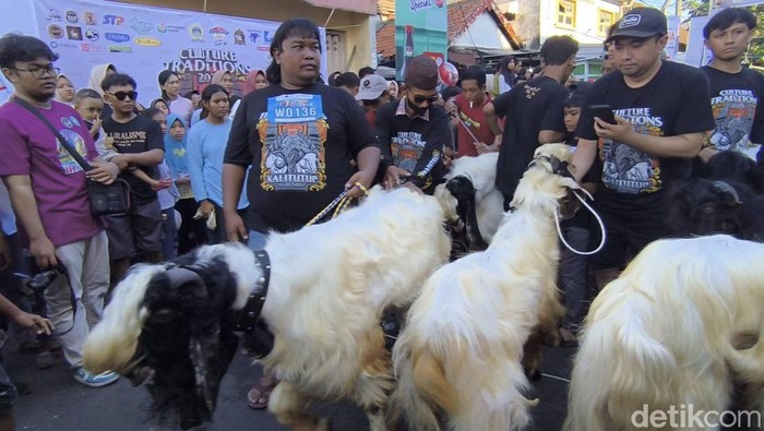 Tradisi Qurban Runner di Gresik