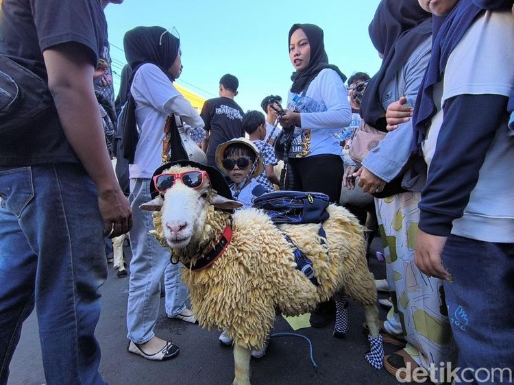 Uniknya Tradisi Kontes Hewan Kurban di Gresik