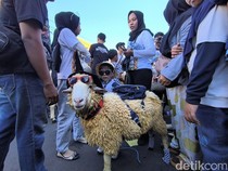 Uniknya Tradisi Kontes Hewan Kurban di Gresik