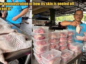 Wah! Daging Landak Disebut Lebih Enak Daripada Daging Ayam