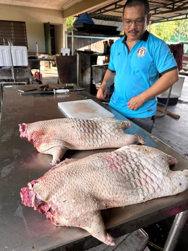 Wah! Daging Landak Disebut Lebih Enak Daripada Daging Ayam