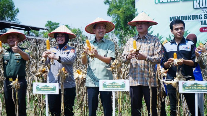 Wali Kota Palembang Ratu Dewa melakukan panen raya jagung.
