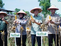 Walkot Palembang Panen Jagung Dukung Ketahanan Pangan Nasional