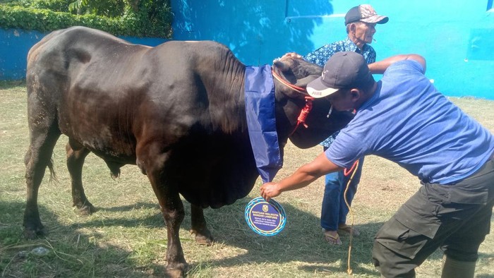 Walkot Bandar Lampung menyalurkan hewan kurban untuk masyarakat.