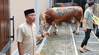 Ini dia salah satu sapi milik Ayu Ting Ting yang bakal dikurbankan tahun ini. Foto: Pingkan/detikHOT