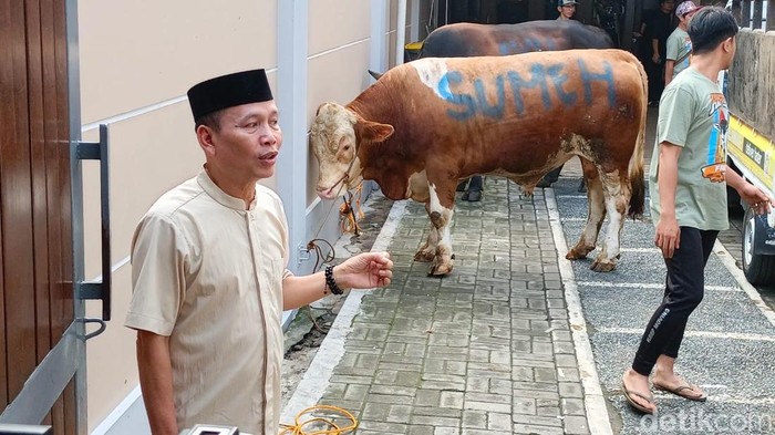 Sapi Ayu Ting Ting