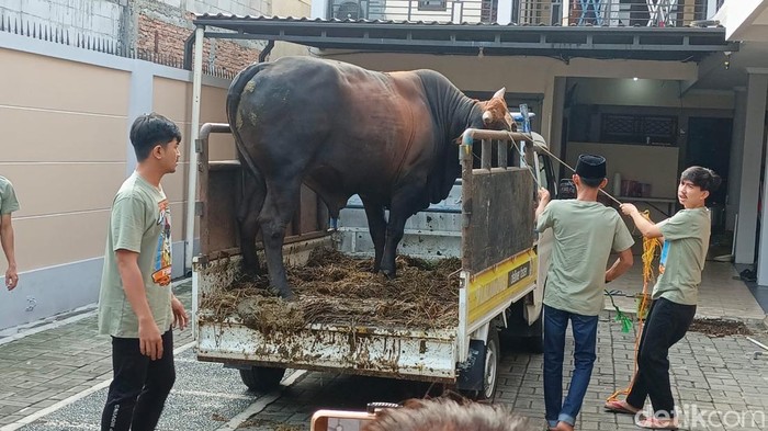 Sapi Ayu Ting Ting