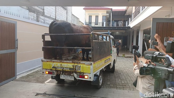 Ayu Ting Ting Sapi Ayu Ting Ting