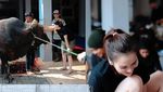 Ayu Ting Ting Beraksi! Ikut Potong Daging Kurban di Rumah