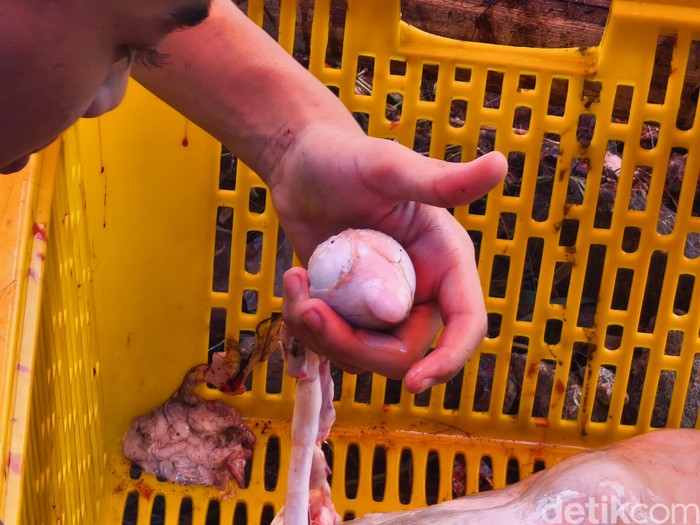Torpedo kambing banyak diburu kaum pria karena diyakini bisa meningkatkan vitalitas. Klaim ini masih diragukan, tapi yang pasti bisa memicu asam urat.
