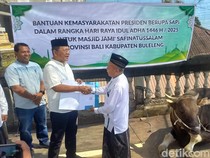 Sapi Jumbo Pemberian Prabowo Diserahkan untuk Masjid di Pegayaman Buleleng