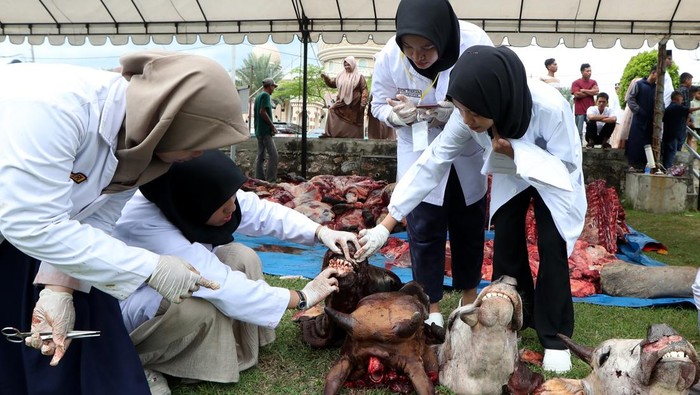 Mahasiswa Fakultas Kedokteran Hewan Universitas Syiah Kuala (USK) yang tergabung dalam tim Supervisi Pemeriksaan  dan Penyembelihan Hewan Qurban (SPPHQ) memeriksa gigi dan mulut hewan kurban di Masjid Haji Keuchik Leumik, Lamseupeung, Banda Aceh, Aceh, Jumat (6/6/2025). Sebanyak 54 Tim SPPHQ yang terdiri dari 250 mahasiswa, 33 mahasiswa koas dan 66 dosen bersama Perhimpunan Dokter Hewan Indonesia Aceh serta Dinas Peternakan Aceh melaksanakan pemeriksaan kesehatan daging hewan kurban agar layak dikonsumsi serta mengantisipasi penyebaran penyakit hewan yang berbahaya bagi manusia. ANTARA FOTO/Irwansyah Putra/foc.