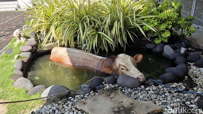 Damkar Surabaya evakuasi sapi kurban nyemplung kolam