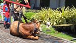 Damkar Evakuasi Sapi Kurban Nyemplung Kolam