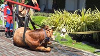 Proses evakuasi dimulai sekitar pukul 09.20 WIB dan berhasil diselesaikan pukul 10.02 WIB. Setelah berhasil dievakuasi, sapi sempat terlihat panik dan berlari, namun tak lama kemudian kembali tenang.