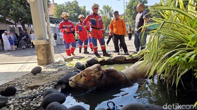Damkar Evakuasi Sapi Kurban Nyemplung Kolam