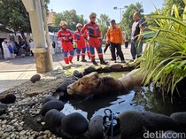 Damkar Evakuasi Sapi Kurban Nyemplung Kolam