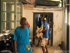 Sapi Kabur Masuk Gang di Panembahan Jogja, Makin Dikejar Makin Panik