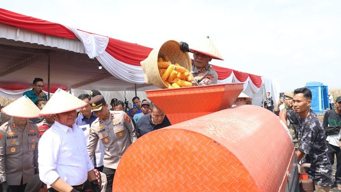 Gubernur Sumsel Herman Deru panen jagung.