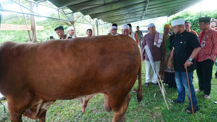 Helmi Hasan saat mengecek langsung sapi dari Presiden Prabowo.
