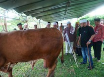 Presiden Prabowo Berkurban 11 Sapi untuk Bengkulu