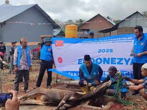 Turki Sumbang 75 Sapi Kurban di Manggarai Barat