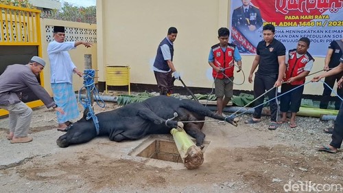 Foto : Suasana penyembelihan hewan kurban di Mapolda NTT, Jumat (6/5/2025). (Yufengki Bria/detikBali).