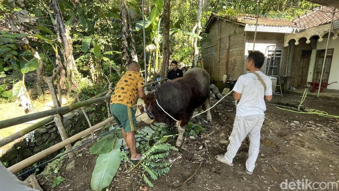 Sapi kurban bantuan Presiden Prabowo Subianto bernama Herkules saat akan disembelih di Kokap, Kulon Progo, Jumat (6/6/2025).