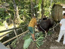 Bobot 840 Kg, Sapi Kurban Prabowo Bernama Herkules Disembelih Pagi Ini
