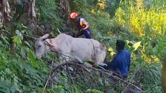 Kondisi seekor sapi kurban yang sempat lepas dan kabur di Desa Krajan, Kecamatan Jatinom, Klaten, Jumat (6/6/2025).