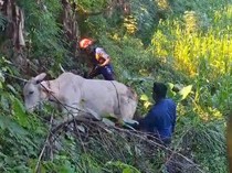 Sapi Kurban di Jatinom Klaten Kabur, Berakhir Disembelih di Sawah