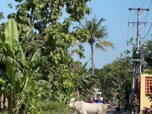 Sapi Kurban di Banguntapan Bantul Lepas, Tertangkap Usai Dipancing Sapi Betina