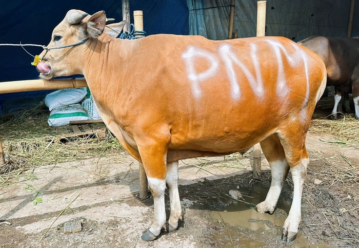 Kurban Sapi PNM