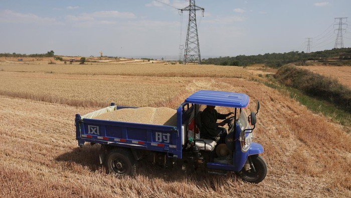 A drone view shows a combine harvester transferring newly harvested wheat grain to a cart, on a hilly wheat field at the drought-hit Yongshou county in Xianyang, Shaanxi province, China May 29, 2025. REUTERS/Florence Lo