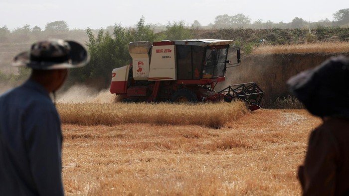 A drone view shows a combine harvester transferring newly harvested wheat grain to a cart, on a hilly wheat field at the drought-hit Yongshou county in Xianyang, Shaanxi province, China May 29, 2025. REUTERS/Florence Lo